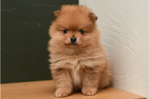 Breslin - Pomeranian for sale