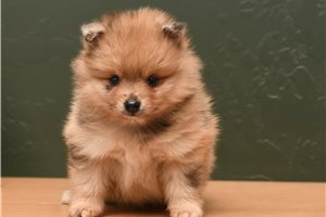 Thames - Pomeranian for sale