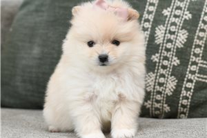 Gidget - Pomeranian for sale