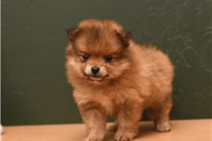 Dexter - Pomeranian for sale