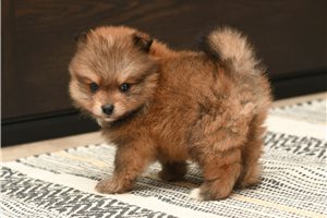 Ted - Pomeranian for sale