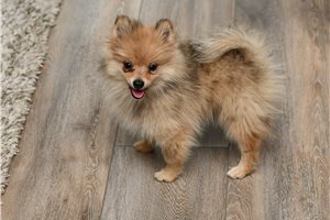 Thames - Pomeranian for sale