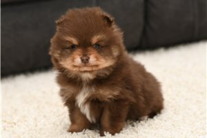 Bartholomew - puppy for sale