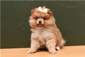 Amaury - Pomeranian for sale