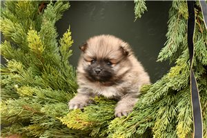 Flint - Pomeranian for sale