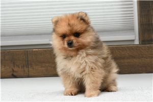 Amos - Pomeranian for sale