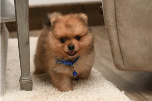 Amos - Pomeranian for sale