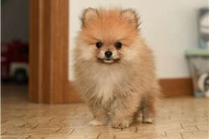 Dean - Pomeranian for sale