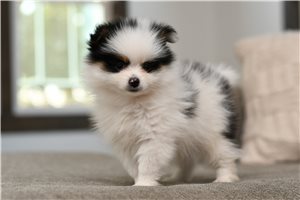 Luc - Pomeranian for sale