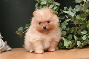 Casper - Pomeranian for sale