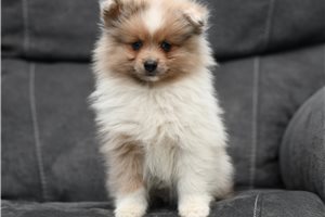 Perro - Pomeranian for sale