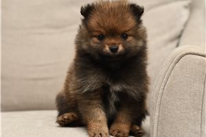 Fabio - Pomeranian for sale