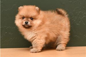 Curtis - Pomeranian for sale