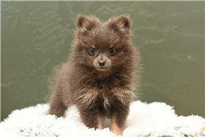 Torah - Pomeranian for sale