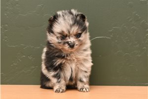 Lorraine - Pomeranian for sale