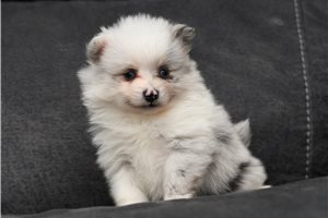 Juno - Pomeranian for sale
