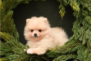 Jess - Pomeranian for sale
