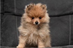 Thames - puppy for sale