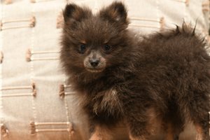 Torah - Pomeranian for sale