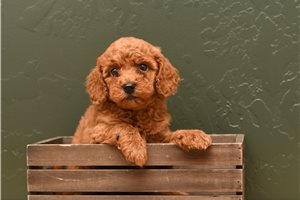 Angel - Poodle, Miniature for sale