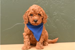 Arrow - Poodle, Miniature for sale