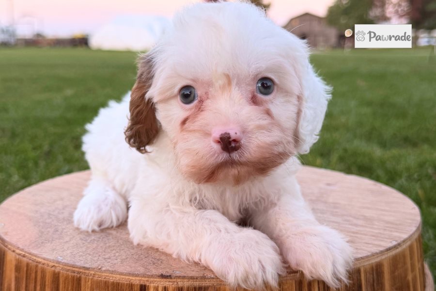 Rigley - Cavapoo for sale