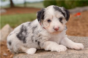 Sally - Aussiedoodle for sale