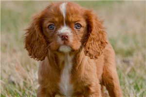 Todd - Cavalier King Charles Spaniel for sale