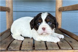 Kiera - Cavalier King Charles Spaniel for sale