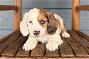 Kiera - Cavalier King Charles Spaniel for sale