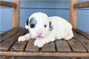Jake - puppy for sale
