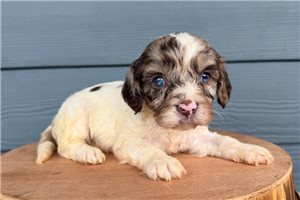 Kiki - Cavapoo for sale