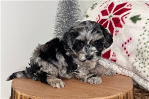 Georgia - Cavapoo for sale