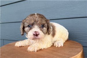 Kourtney - Cavapoo for sale
