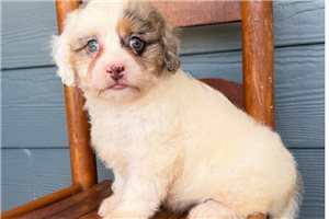 Betty - puppy for sale