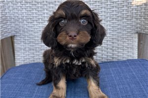 Jett - Cavapoo for sale