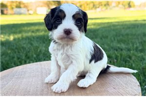 Gary - Cavapoo for sale
