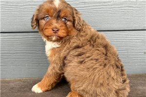 Liam - Cavapoo for sale