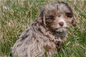 Sylvester - Cavapoo for sale