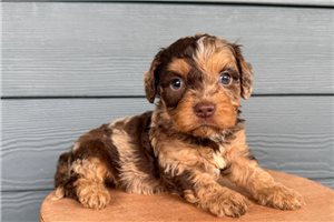 Kaiden - puppy for sale