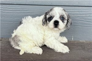 Jaxon - Cavapoo for sale