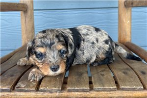 Jasper - puppy for sale