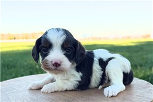 Glory - puppy for sale