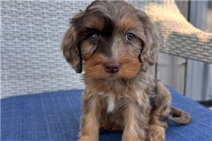 Jasmine - Cavapoo for sale