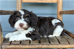 Kenner - puppy for sale