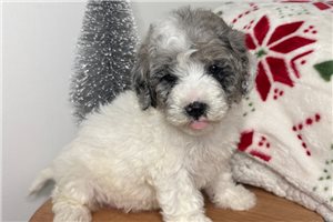 Gianna - Cavapoo for sale