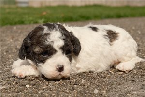 Kelsey - puppy for sale