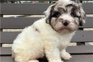 Bellatrix - puppy for sale