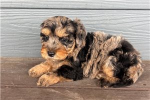 Jasper - Cavapoo for sale