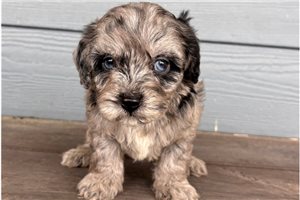 Joshua - Cavapoo for sale
